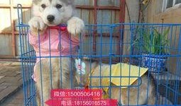 烟台哈士奇最新爆料,揭秘明星宠物的日常生活